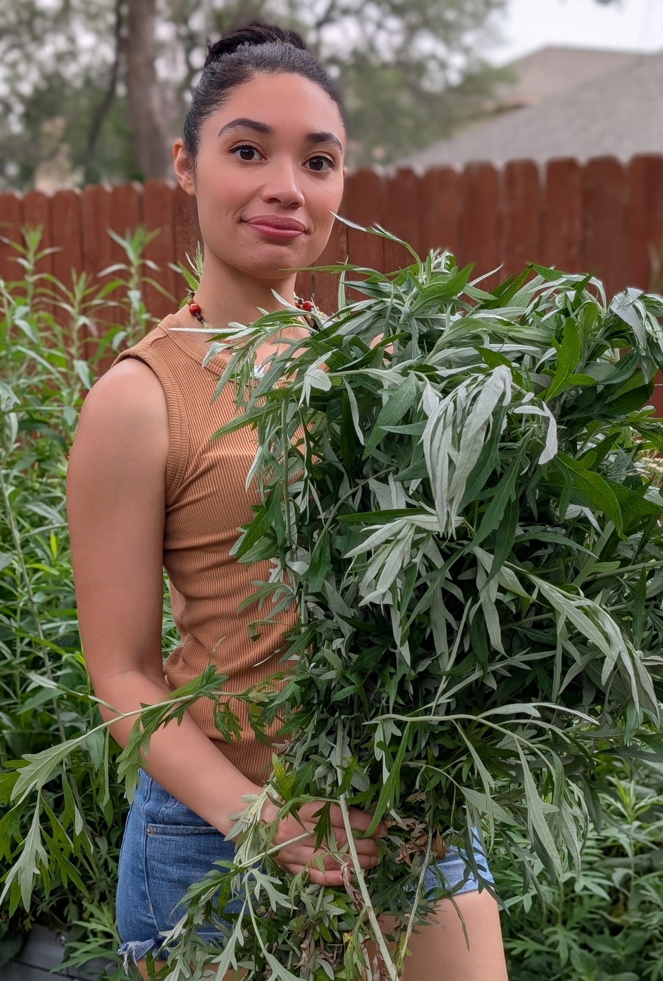 Person holding a large bundle of fresh mugwort herb in a garden setting